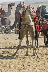 Image showing Camel ride