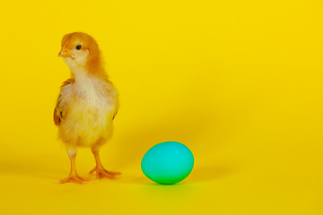 Image showing Newborn chicken with yellow egg
