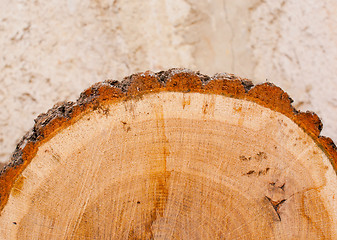 Image showing Oak log with brown bark