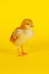 Image showing Small baby chicken