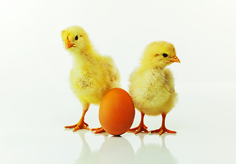 Image showing Two newborn chickens with egg