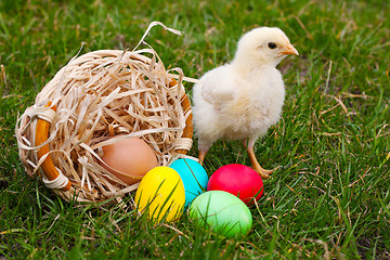 Image showing Small baby chickens with colorful Easter eggs