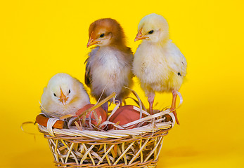 Image showing Small baby chickens with Easter eggs