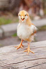 Image showing Small baby chicken outdoors