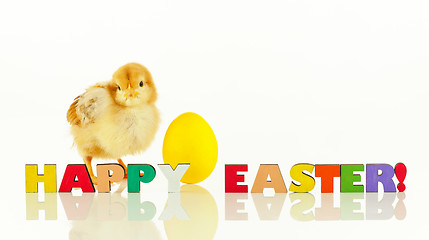Image showing Small chicken with a yellow Easter egg
