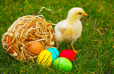 Image showing Small baby chickens with colorful Easter eggs