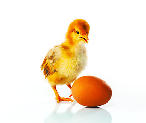 Image showing Newborn chicken with yellow egg