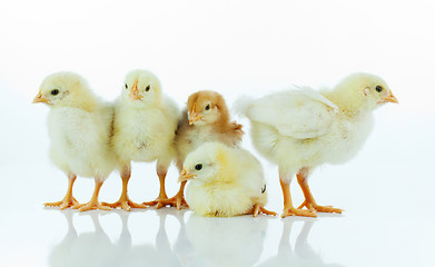 Image showing Five small baby chickens