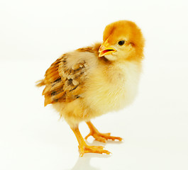 Image showing Small baby chicken