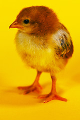 Image showing Small baby chicken