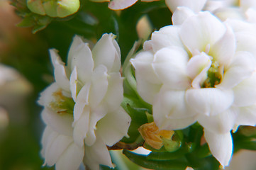 Image showing White kalanchoe