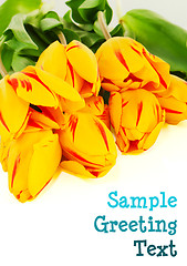 Image showing Bunch of yellow tulips