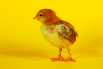 Image showing Small baby chicken