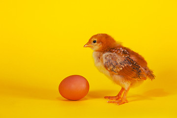 Image showing Small chicken staying with Easter egg