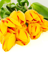 Image showing Bunch of yellow tulips