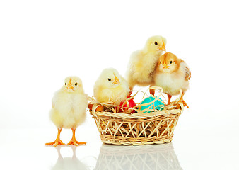 Image showing Basket with the Easter eggs and small chickens