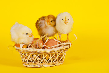 Image showing Small baby chickens with colorful Easter eggs