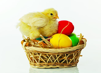 Image showing Basket with the Easter eggs and small chicken