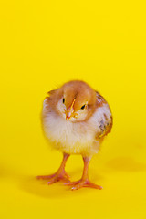 Image showing Small baby chicken