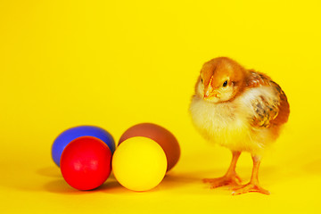 Image showing Small chicken staying with colorful Easter eggs