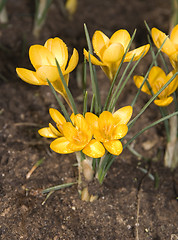 Image showing Crocus