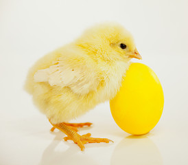 Image showing Newborn chicken with yellow egg