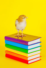 Image showing Small baby chicken on a stack of books