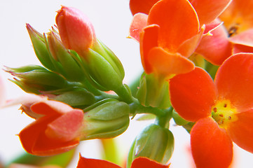 Image showing Red kalanchoe