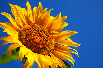 Image showing Sunflower head's close up 