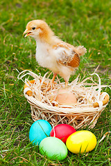 Image showing Small chicken with colorful Easter eggs