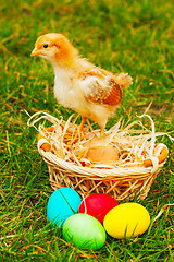 Image showing Small chicken with colorful Easter eggs