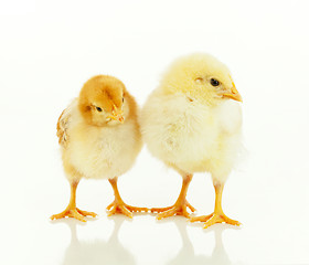 Image showing Two small newborn chickens