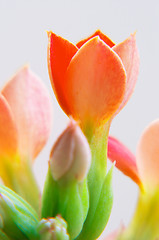 Image showing red kalanchoe