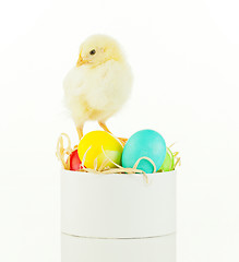 Image showing Small chicken staying on a box with colorful Easter eggs