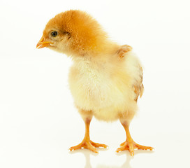 Image showing Small chicken 
