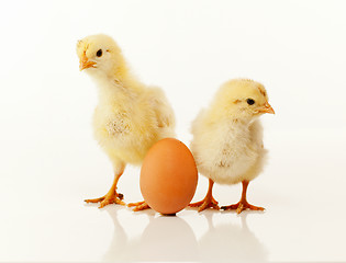 Image showing Two newborn chickens with egg