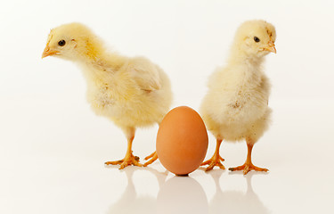 Image showing Two newborn chickens with egg