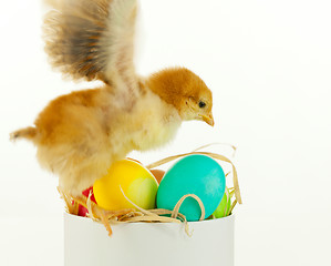 Image showing Little chicken with colorful eggs