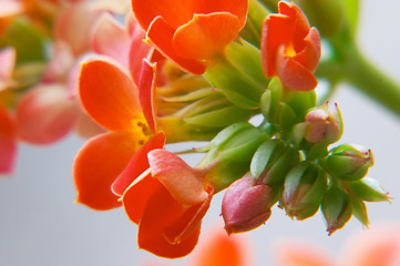 Image showing Red kalanchoe