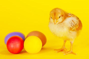 Image showing Small chicken staying with colorful Easter eggs