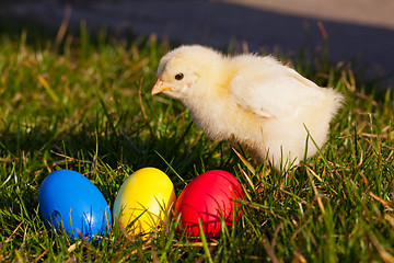 Image showing Small chicken with colorful Easter eggs