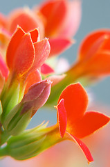 Image showing red kalanchoe