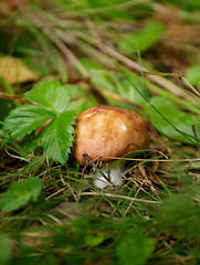 Image showing Forest Mushroom