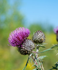 Image showing Thistle