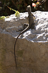 Image showing Lizard