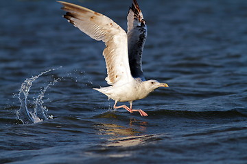 Image showing beautiful gull taking its flight