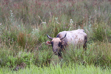 Image showing big bull on the swamp