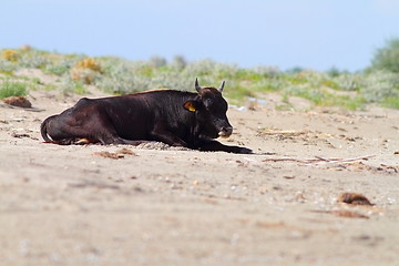 Image showing big bull standing on the beach