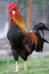 Image showing big rooster in the grass