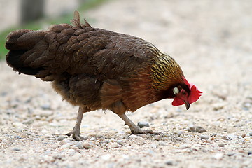 Image showing brown hen